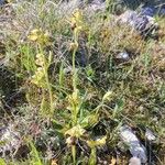 Ophrys fusca Buveinė