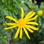 Euryops chrysanthemoides Floro