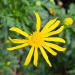 Euryops chrysanthemoides പുഷ്പം