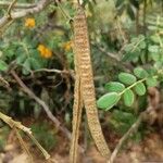 Senna multiglandulosa Fruit