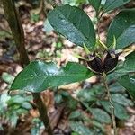 Coffea mannii Plod