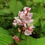 Koenigia campanulata പുഷ്പം