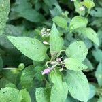 Solanum dulcamaraFlower