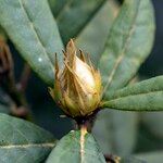 Rhododendron neriiflorum Outro