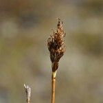 Carex bipartita Vrucht