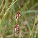 Carex magellanica Plod