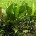 Anthurium ramonense Hábito