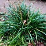 Carex riparia Plante entière