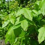 Acer × coriaceum Leaf