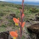 Gladiolus dalenii Кветка