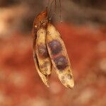 Pericopsis elata Frutto