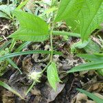Passiflora costaricensis Yaprak