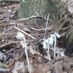 Monotropa uniflora Liść