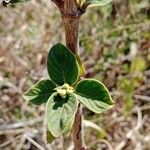 Psychotria punctata Liść