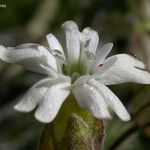 Silene douglasii Flower