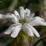 Silene douglasii Fleur