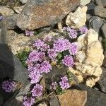 Galium megalospermum Flower