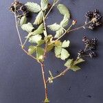 Rubus bertramii Frukt