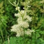 Filipendula ulmariaFloare