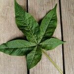 Gossypium barbadense Leaf