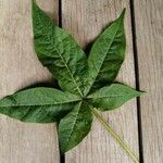 Gossypium barbadense Leaf