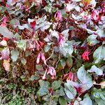 Fuchsia fulgens عادت داشتن