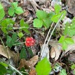 Rubus hispidus Fruit