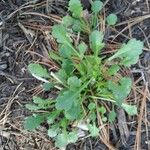 Leucanthemum ircutianum Листок