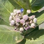 Calotropis procera Fleur