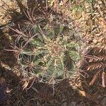 Ferocactus wislizeni Bark