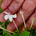 Volkameria inermis Blüte