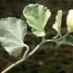 Malvella leprosa Leaf