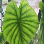 Alocasia clypeolata Hoja