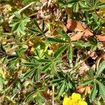 Potentilla verna Blatt