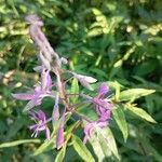 Epilobium angustifoliumVirág