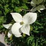 Cornus kousa Bürger ex HanceFloro