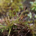 Juncus duthiei Habitat