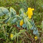 Chamaecrista desvauxii Flors