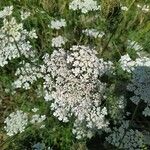 Daucus carotaFlower