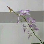 Dendrobium nobile花