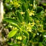 Rubia fruticosa Otro