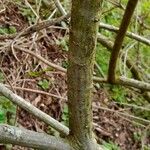 Salix atrocinerea Bark