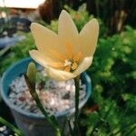 Zephyranthes citrina 花