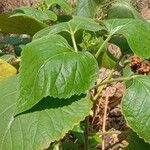 Clerodendrum chinense Levél