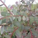 Eucalyptus gunnii Leht