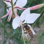 Oenothera lindheimeri Цвят