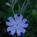 Nemophila maculata Flower