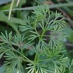 Cyclospermum leptophyllum Blatt