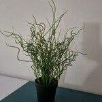 Juncus filiformis Φύλλο