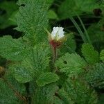 Rubus franchetianus Habit